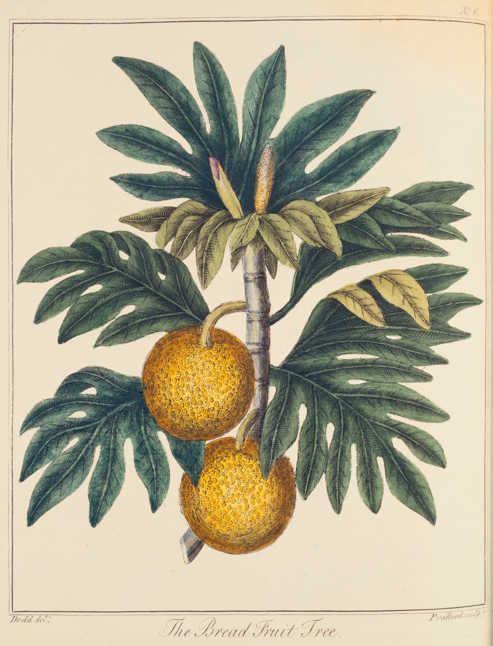Chlebovník Artocarpus incisus, c1798 od Unbekannt