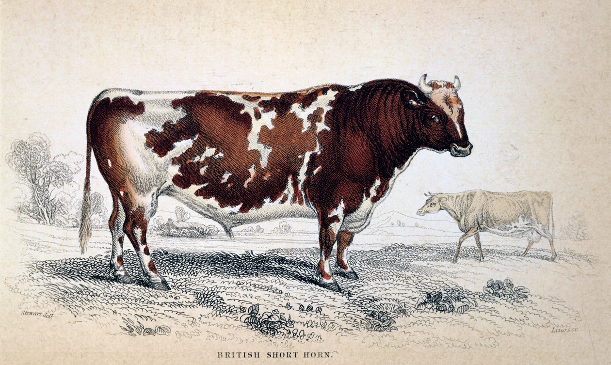 Britský krátký roh, 1839 od Unbekannt
