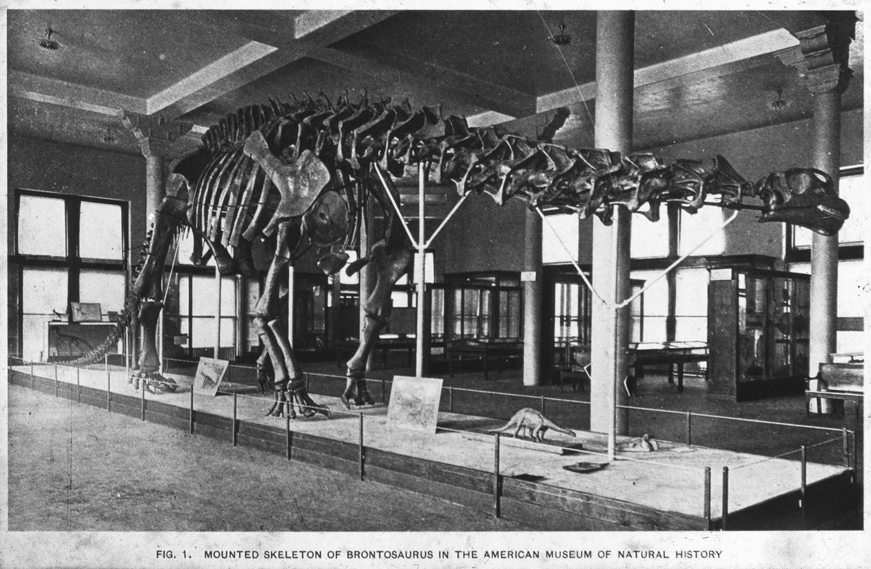 Kostra Brontosaura, Americké muzeum přírodní historie, New York, USA, počátek 20. století od Unbekannt
