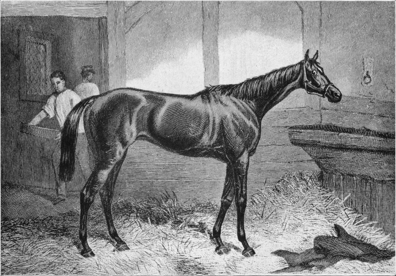 Hnědá vévodkyně, 19. století, 1911 od Unbekannt