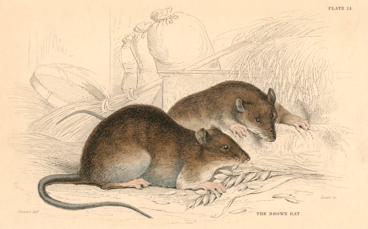 Krysa hnědá Rattus rattus, 1828 od Unbekannt