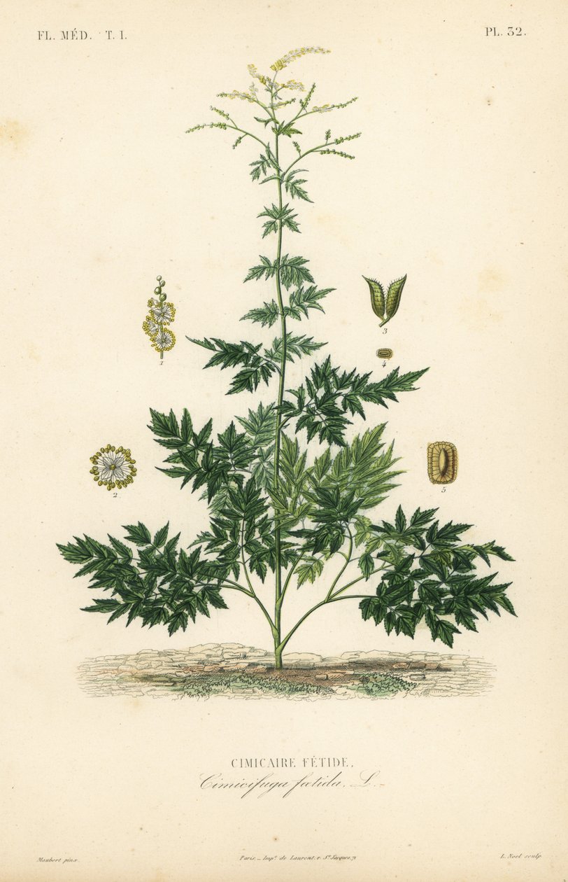 Bugbane nebo cohosh, Actaea cimicifuga, Cimicifuga foetida, Cimicaire fetide od Unbekannt