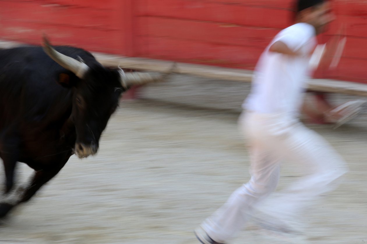 Býčí zápasy (kurz camarguaise). Nekrvavá podívaná (pro býky), ve které je cílem vyrvat růžici z hlavy býka, Vallabregues, Francie od Unbekannt