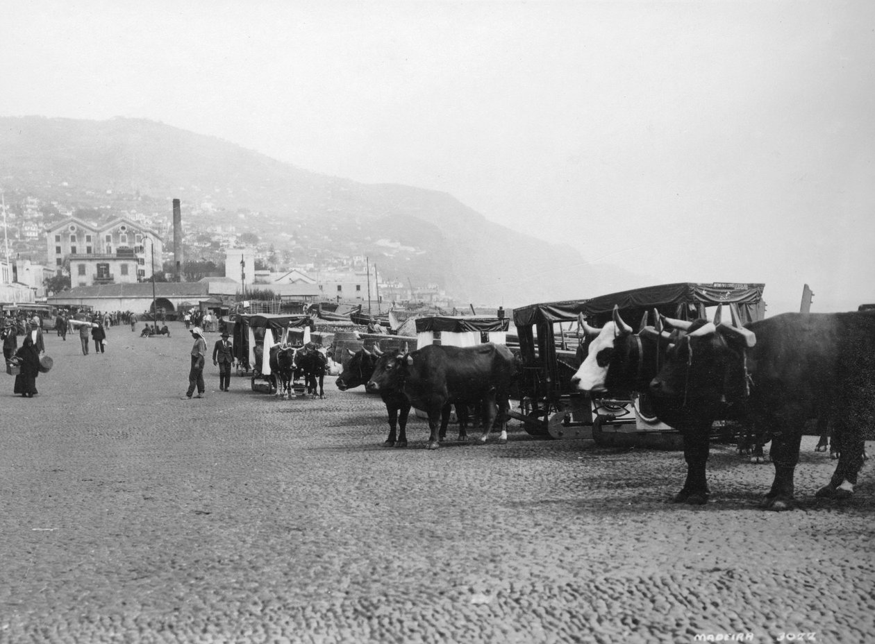 Býčí povozy, Madeira, Portugalsko, 20. až 30. léta 20. století od Unbekannt