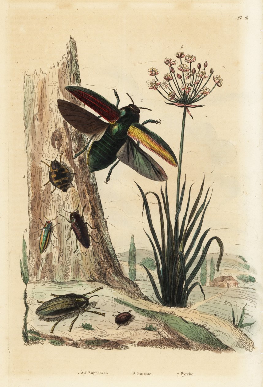Buprestis brouci 1-5, ruja kvetoucí, Butomus umbellatus 6, a pilulka, Byrrhus pilula 7 od Unbekannt