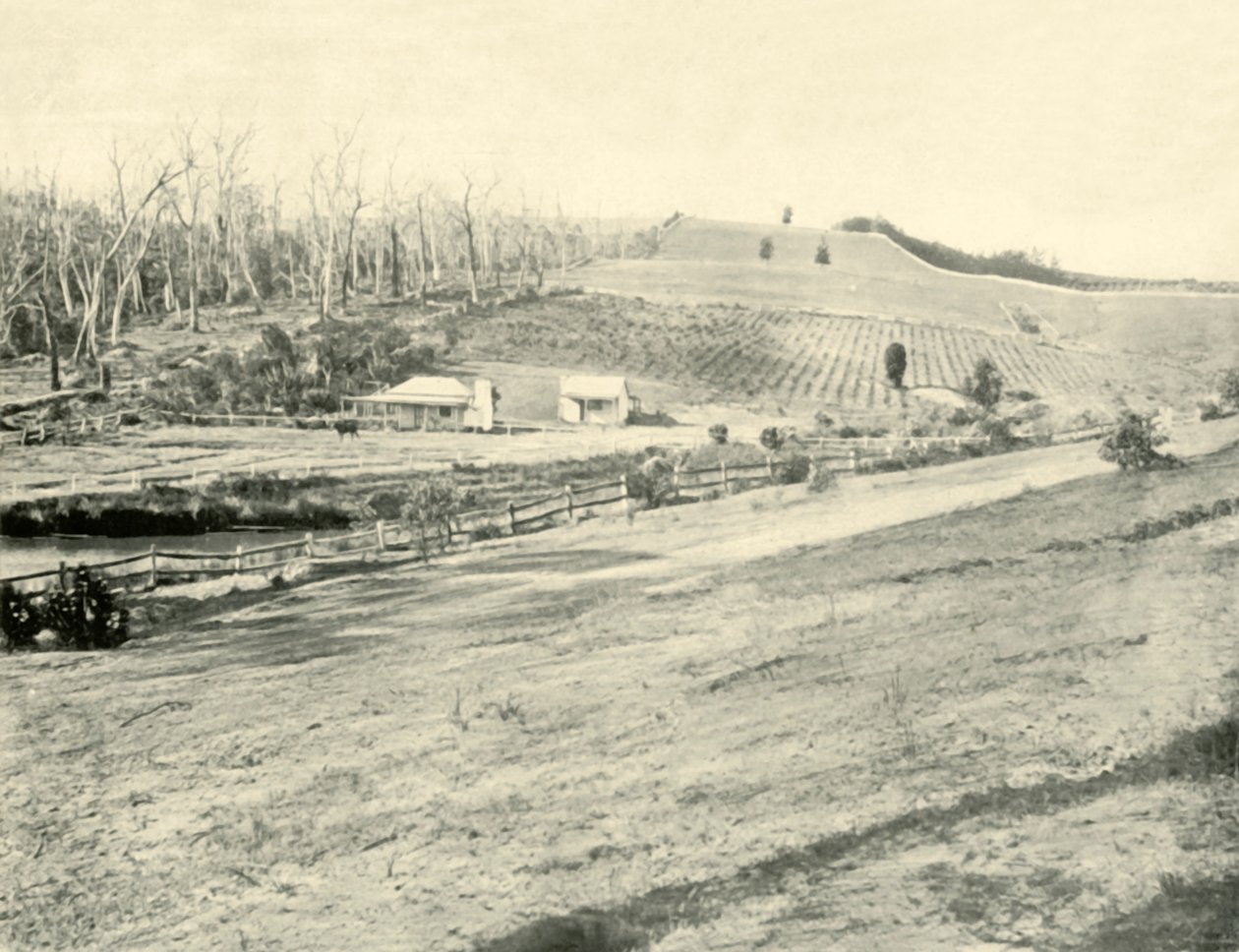 Bush Workmans Home, Gippsland, Victoria, 1901. od Unbekannt