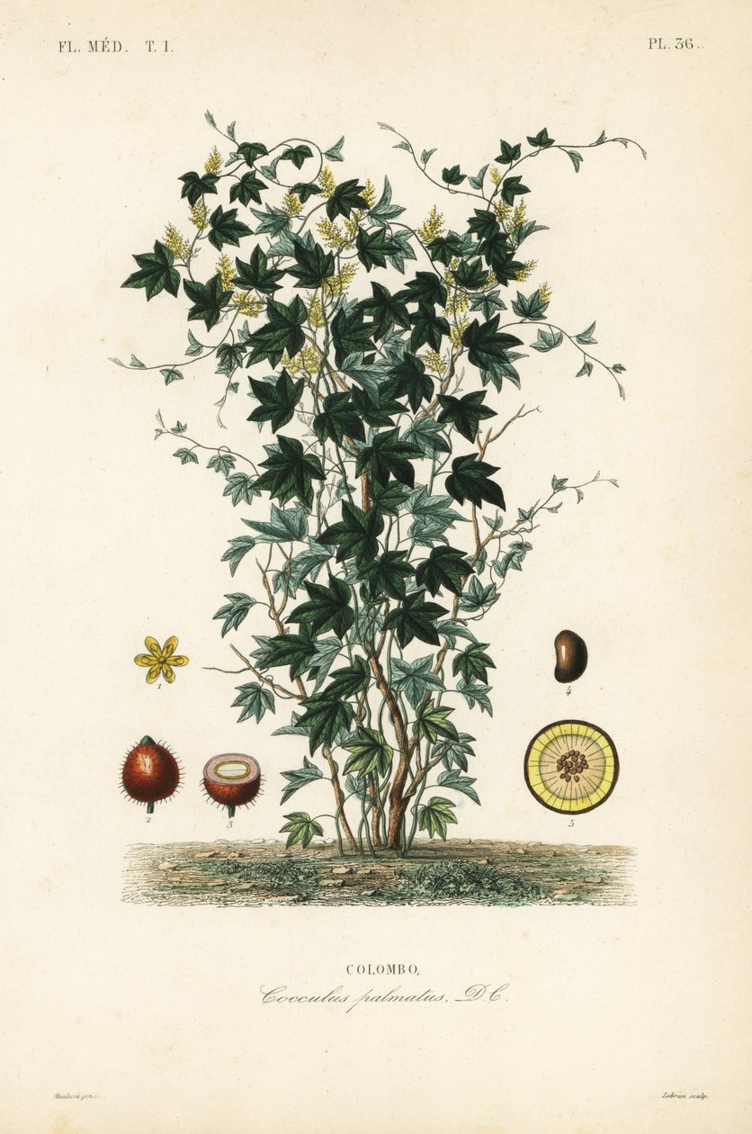 Calumba strom, Jateorhiza columba, Cocculus palmatus, Colombo od Unbekannt