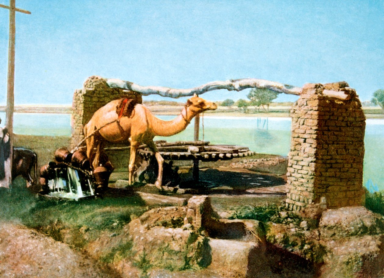 Velbloud a shaduf, Luxor, Egypt, 20. století od Unbekannt