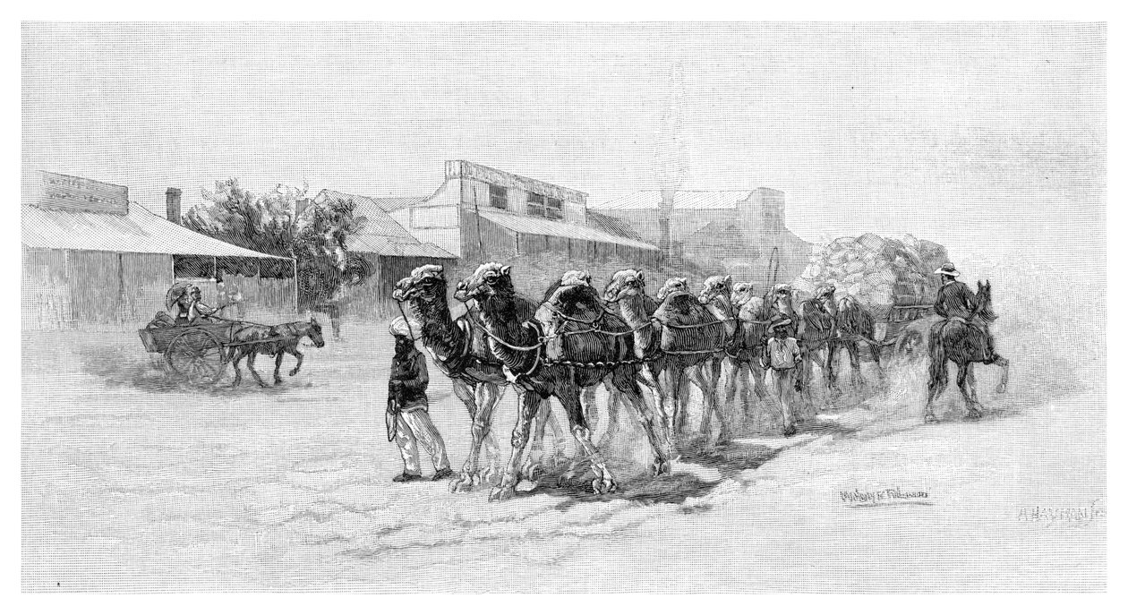 Camel team, Wilcannia, New South Wales, Austrálie, 1886 od Unbekannt