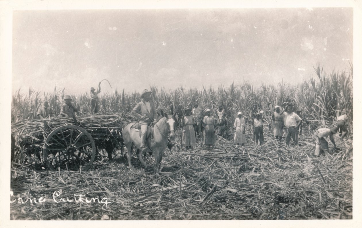 Řezání třtiny, c1930 od Unbekannt