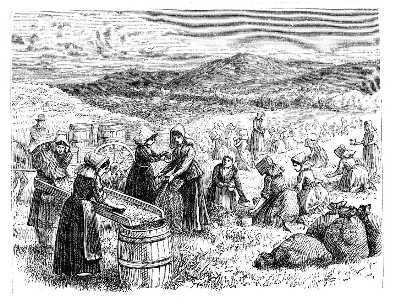 Ženy z Cape Cod sbírají a třídí brusinky, 1875 od Unbekannt