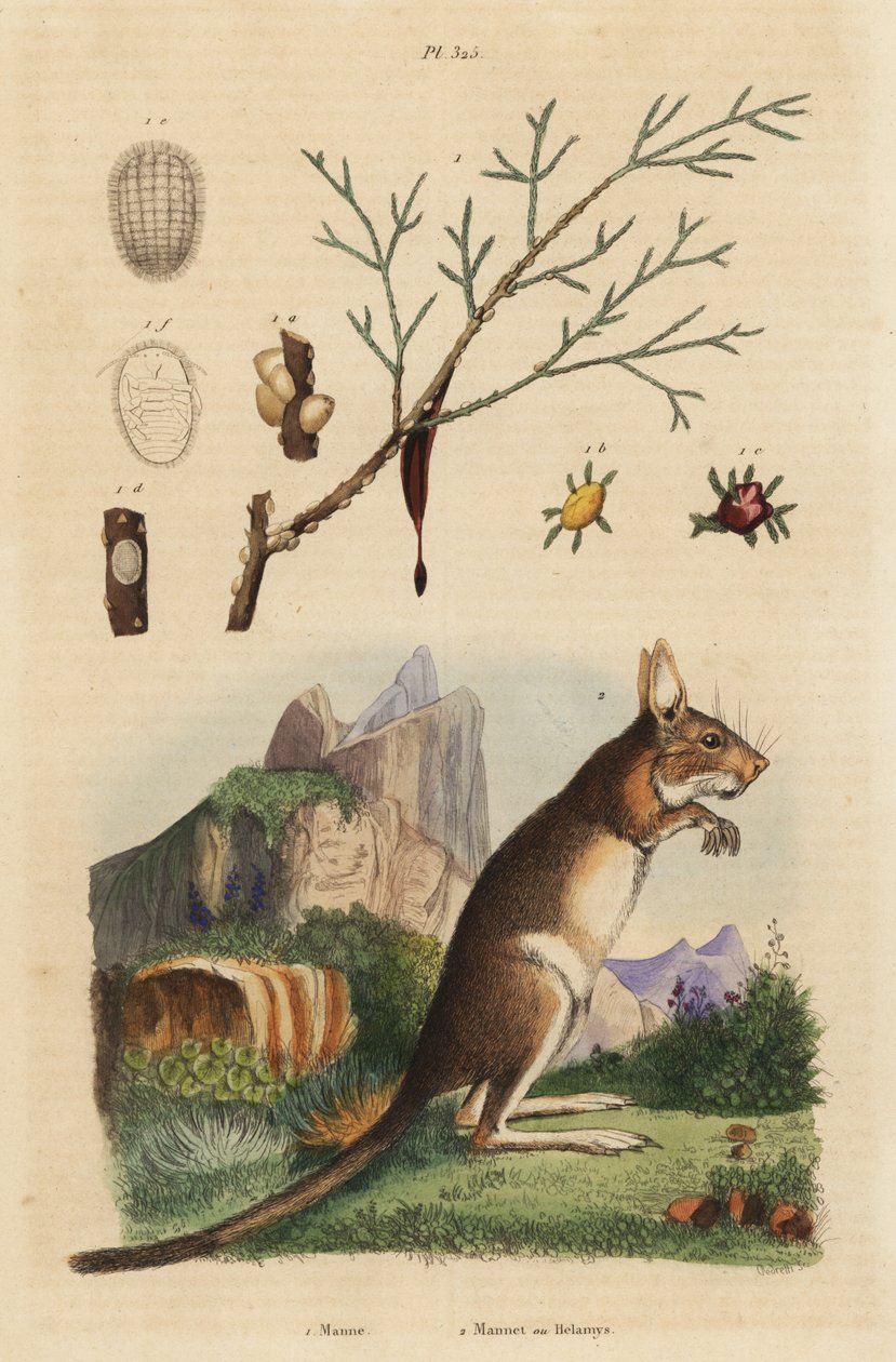 Zajíc kapský, Lepus capensis 2 a jasan manový, Fraxinus ornus od Unbekannt