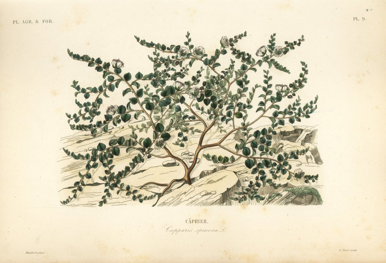 Keř kapary nebo růže Flinders, Capparis spinosa, Caprier od Unbekannt