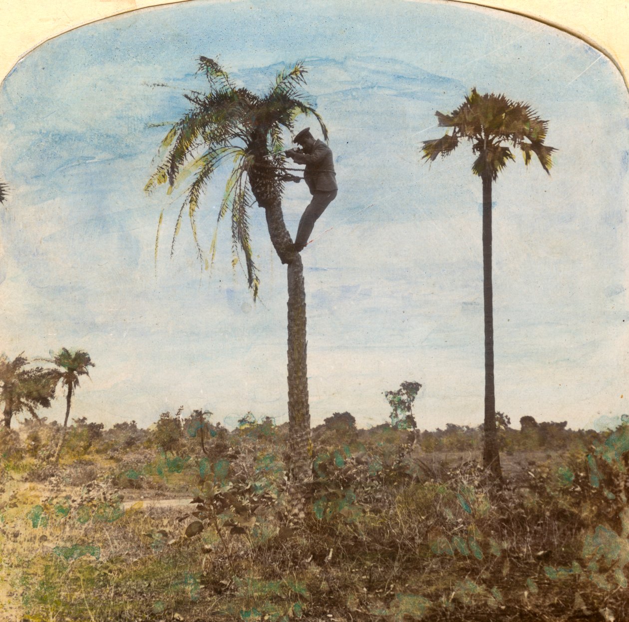 Kapitán Osman střílí ze stromu pomocí popruhů, Indie, 1900 od Unbekannt