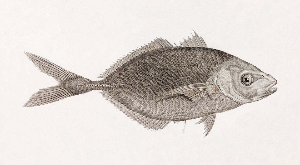 Caranx Lune, zblízka od Unbekannt