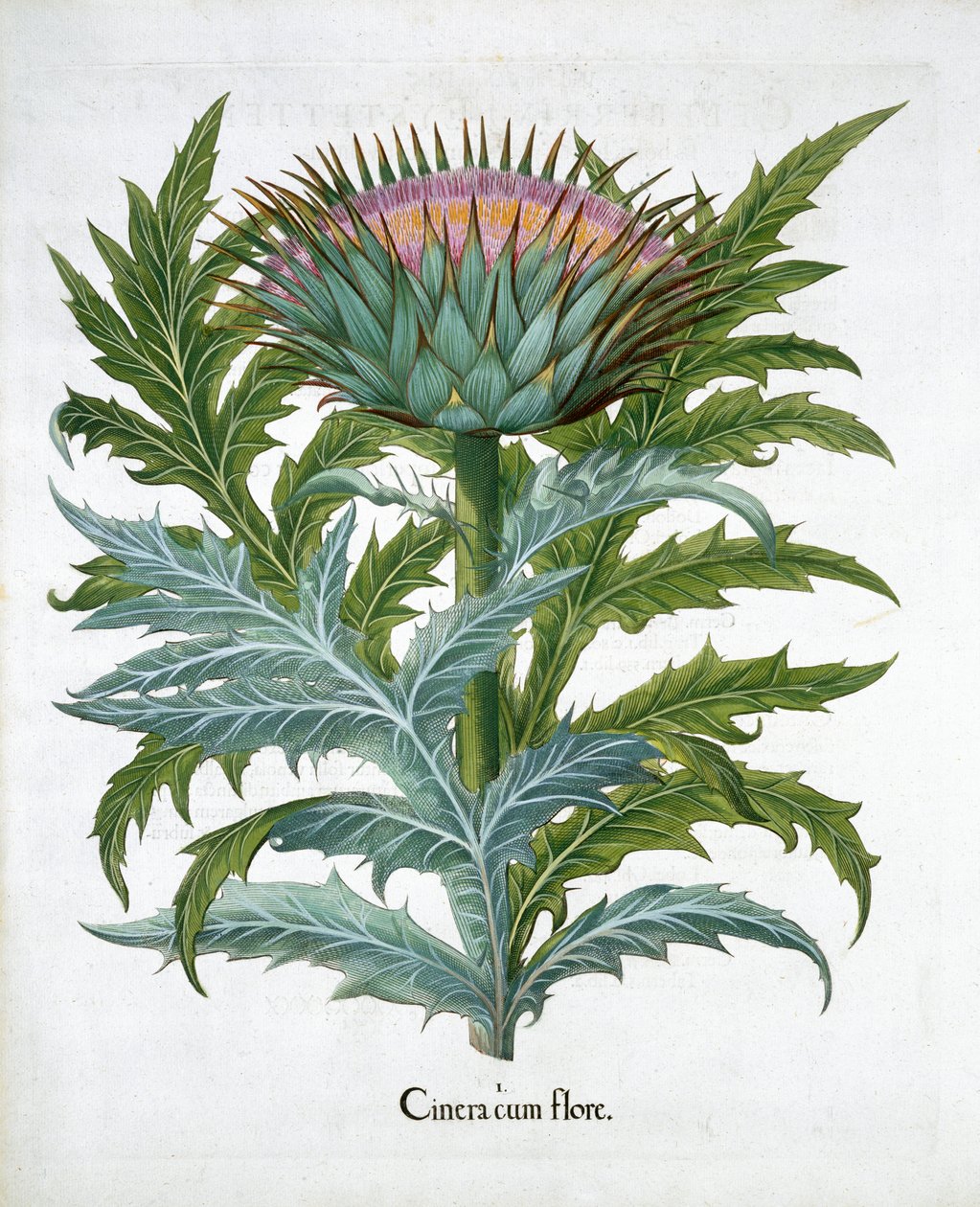 Cardoon, 1613 od Unbekannt