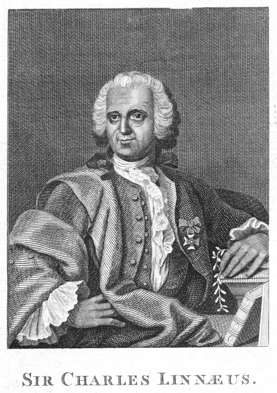 Carolus Linnaeus, švédský přírodovědec 18. století od Unbekannt