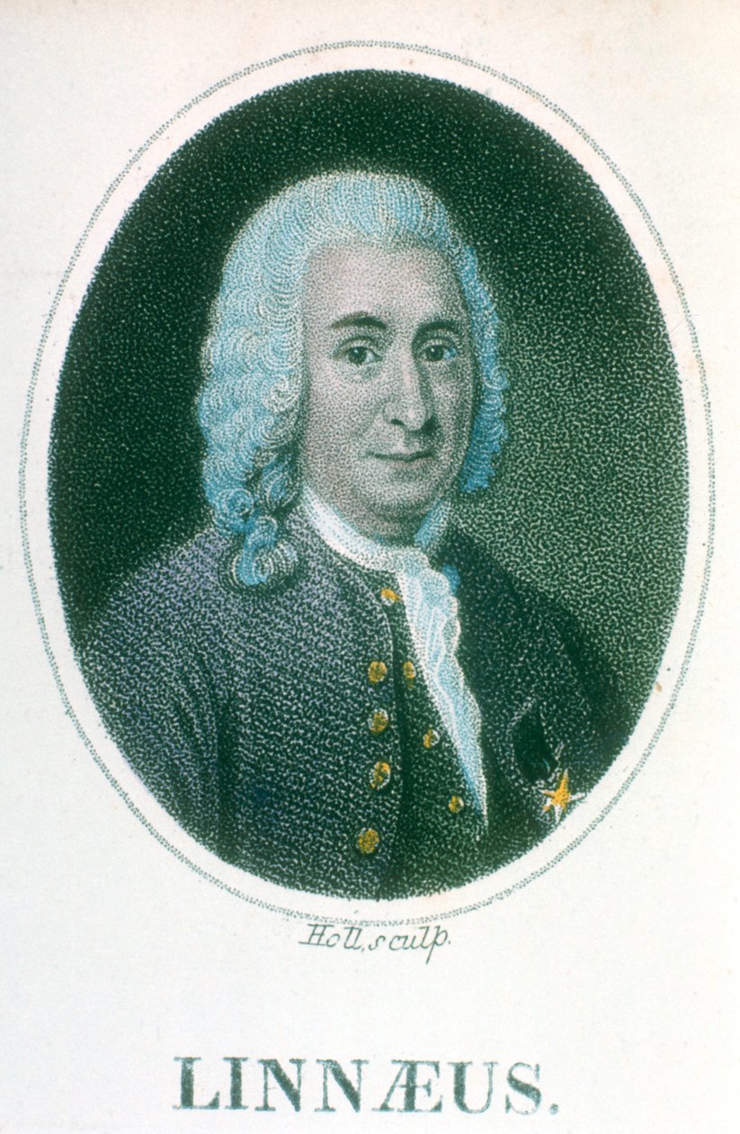 Carolus Linnaeus, švédský přírodovědec 18. století, počátek 19. století od Unbekannt