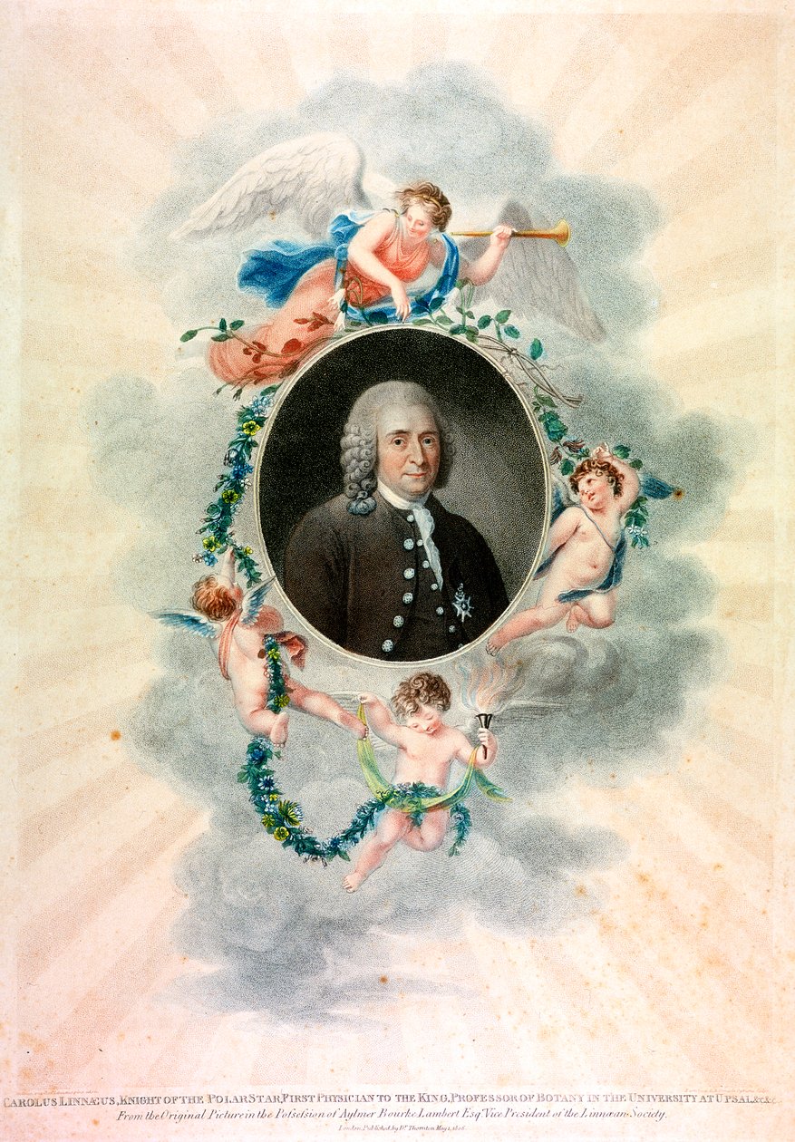 Carolus Linnaeus, švédský přírodovědec a lékař, 1807 od Unbekannt