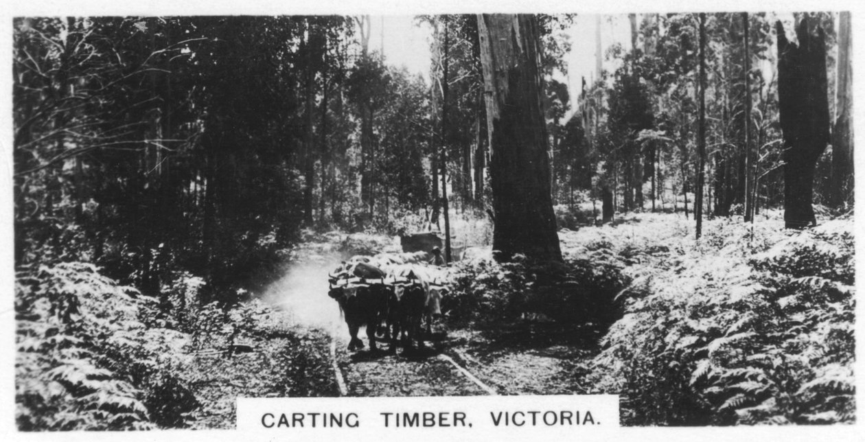 Carting timber, Victoria, Austrálie, 1928 od Unbekannt