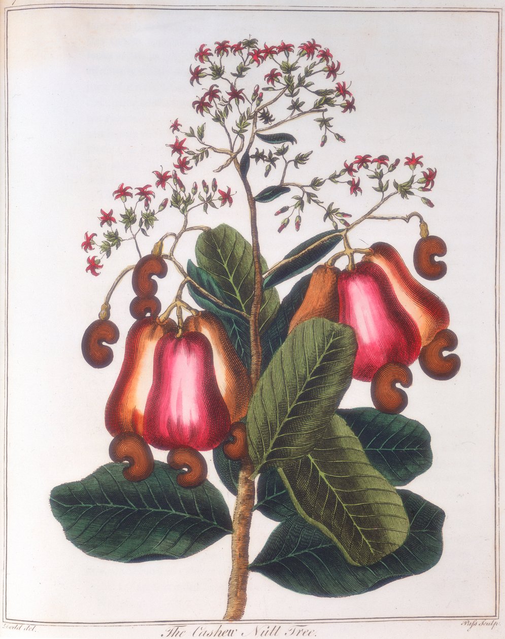 Kešu ořechy - Anacardium occidentale, c1798 od Unbekannt