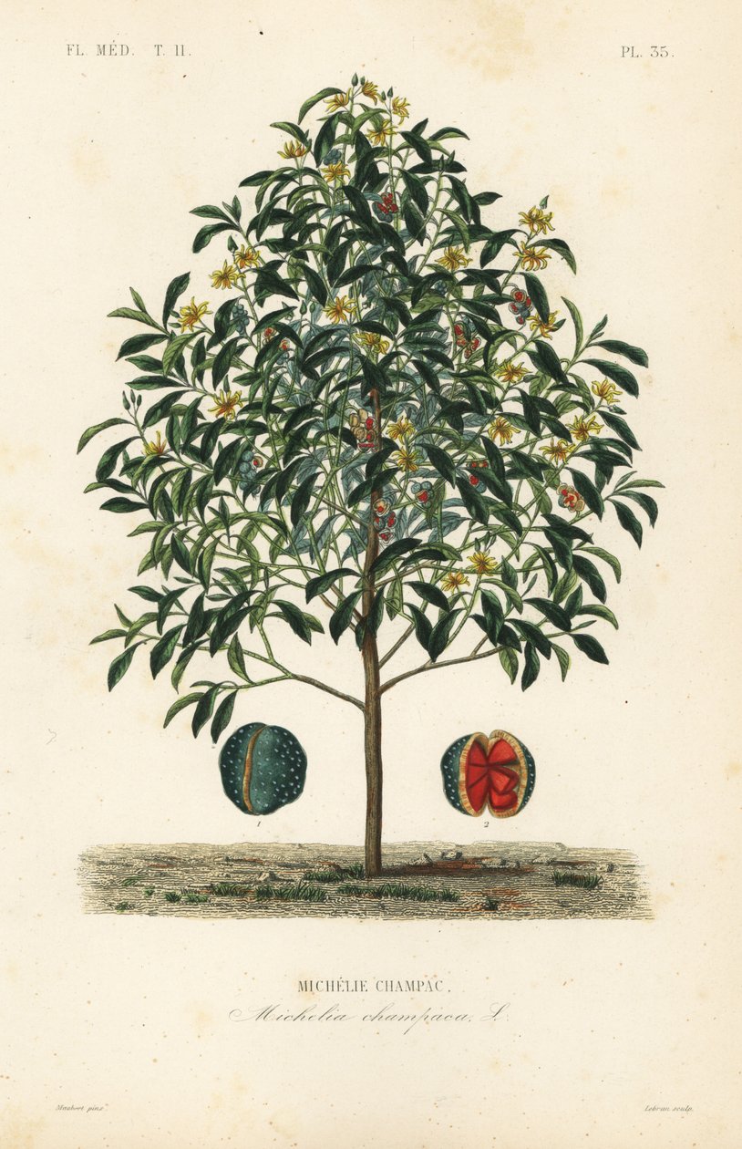Strom Champak, Magnolia champaca, Michelia champaca, Michelie champac od Unbekannt