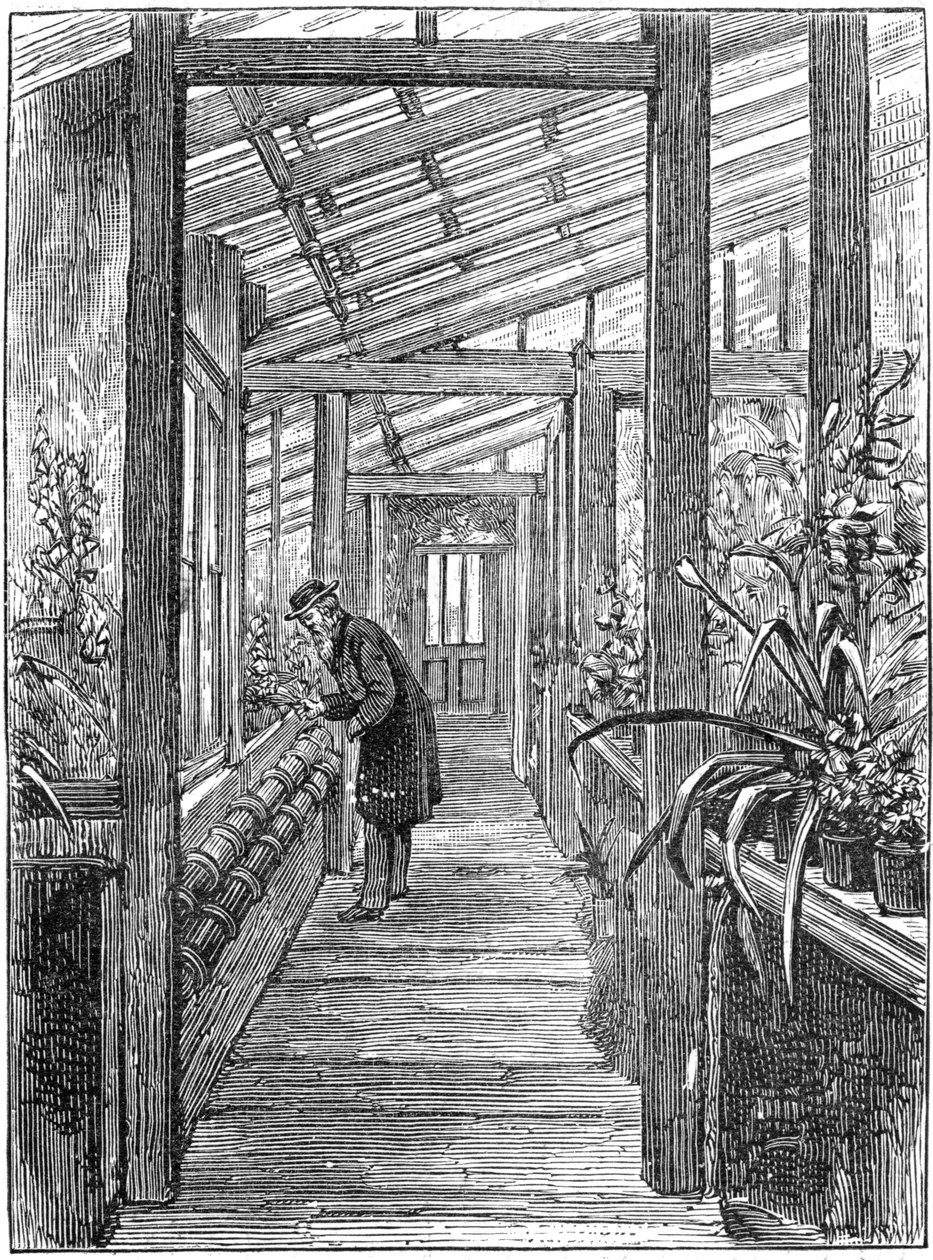 Charles Darwin 1809-1882, anglický přírodovědec, ve svém skleníku od Unbekannt