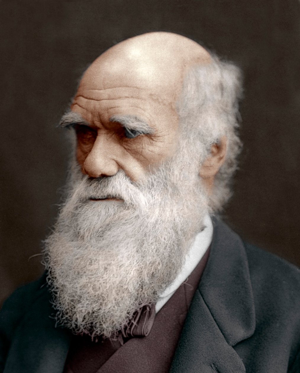 Charles Darwin , britský přírodovědec, 1878 od Unbekannt