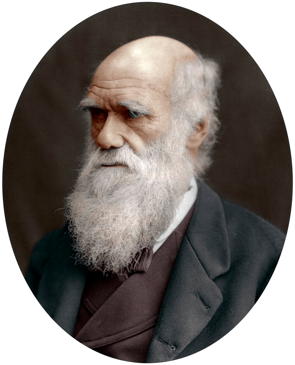 Charles Darwin , britský přírodovědec, 1878 od Unbekannt