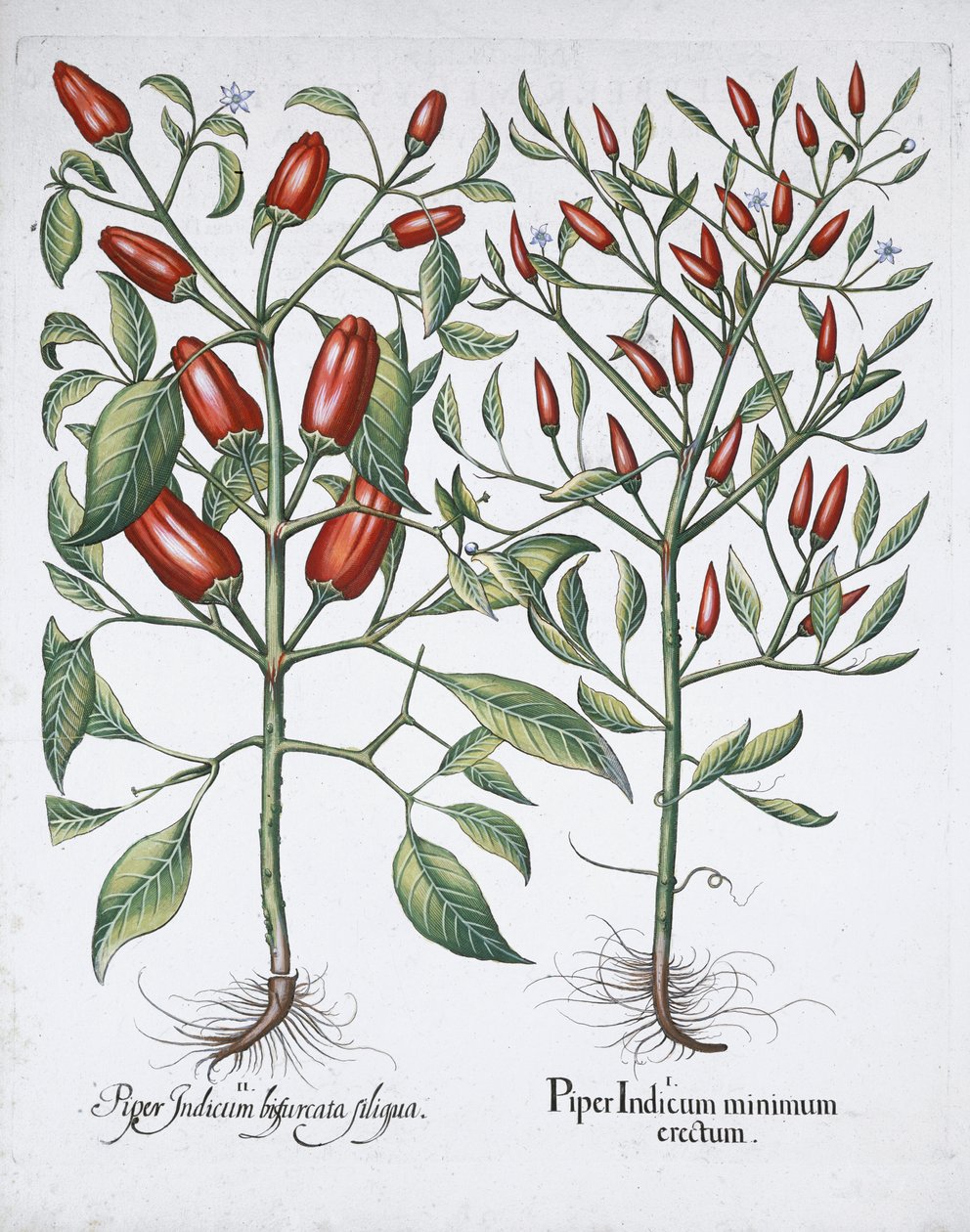 Rostliny chilli papriček, 1613 od Unbekannt