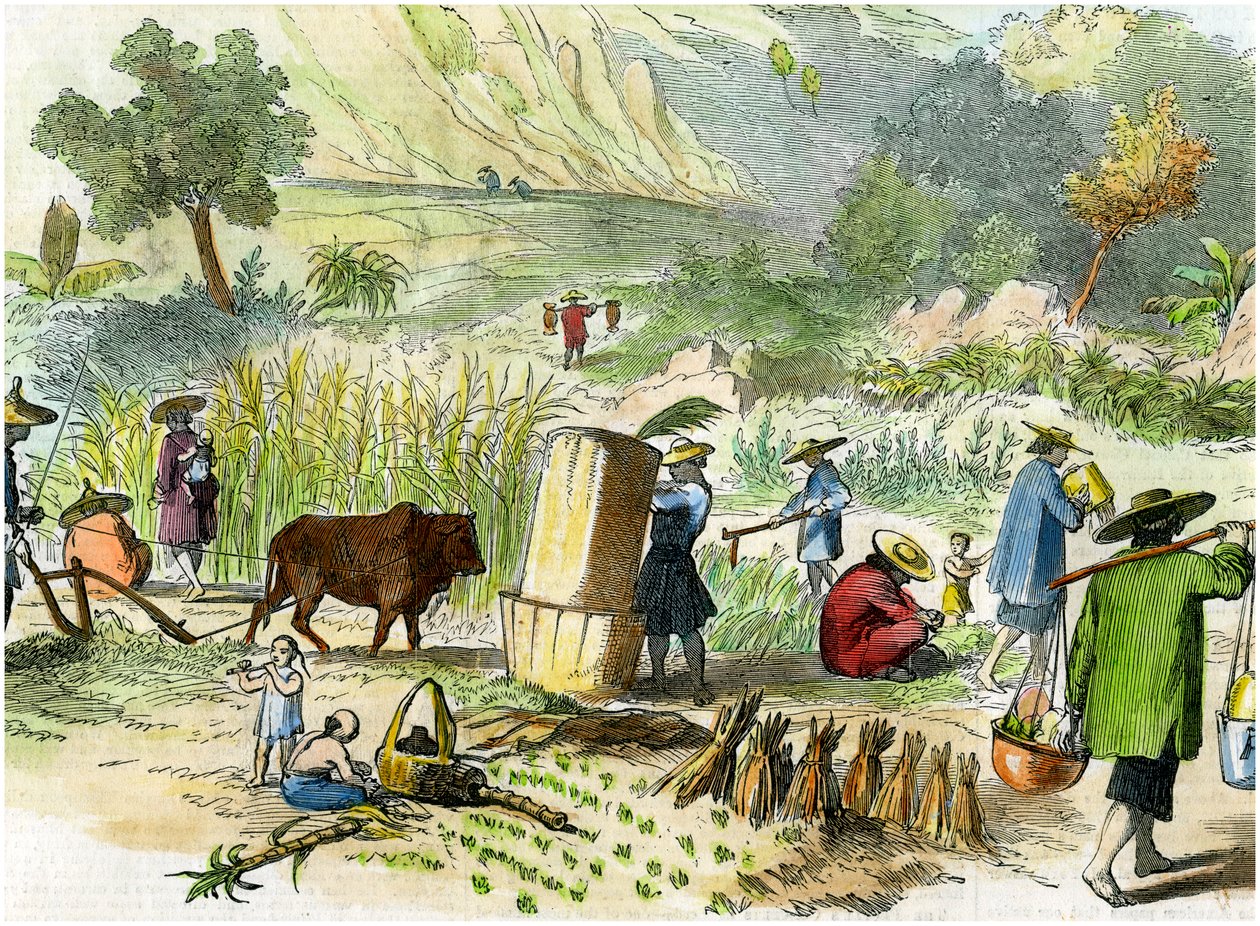 Čínská sklizeň, Hong Kong, c1875 od Unbekannt