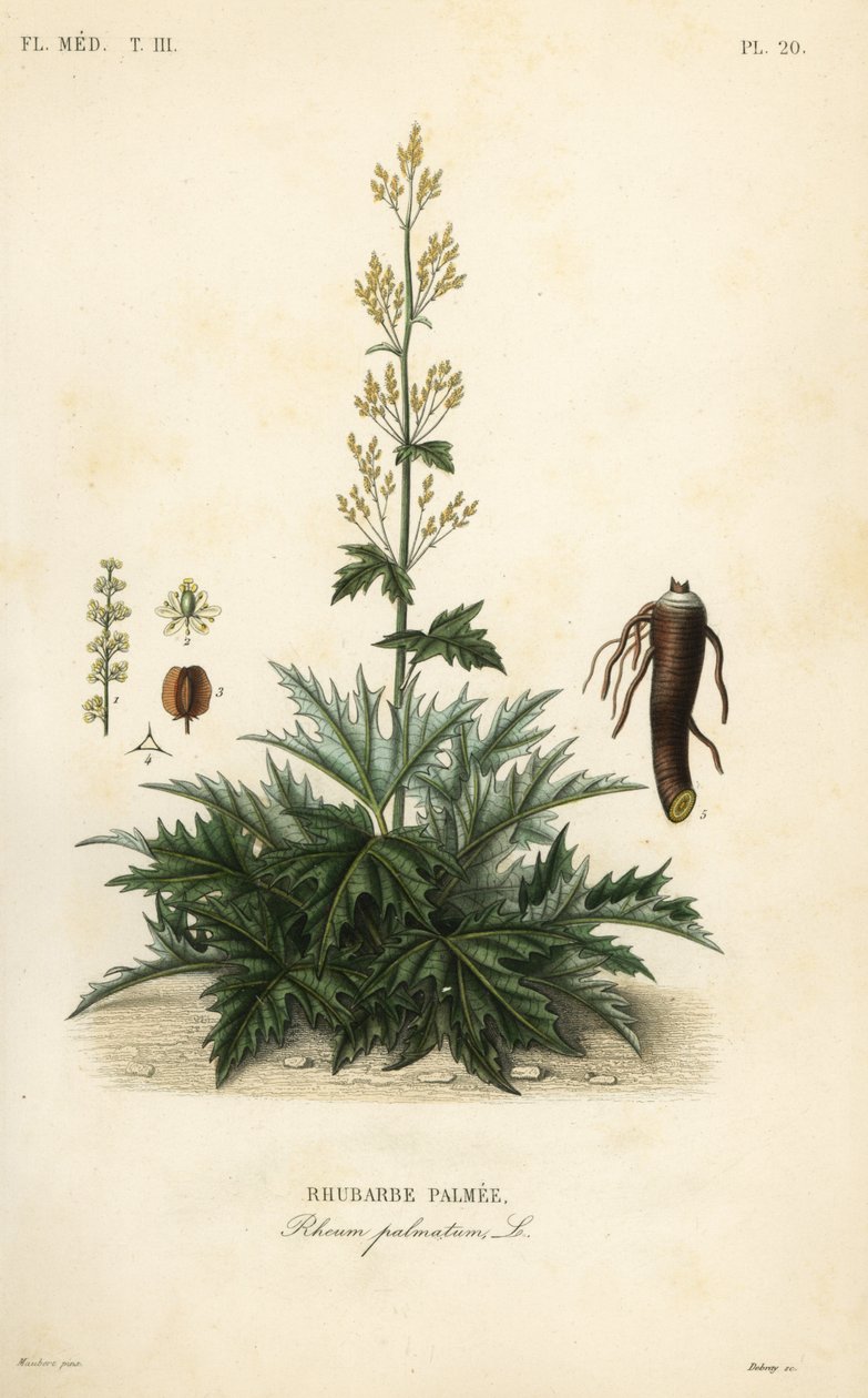 Rebarbora čínská nebo kořen rebarbory, Rheum palmatum, Rebarbora palmer od Unbekannt