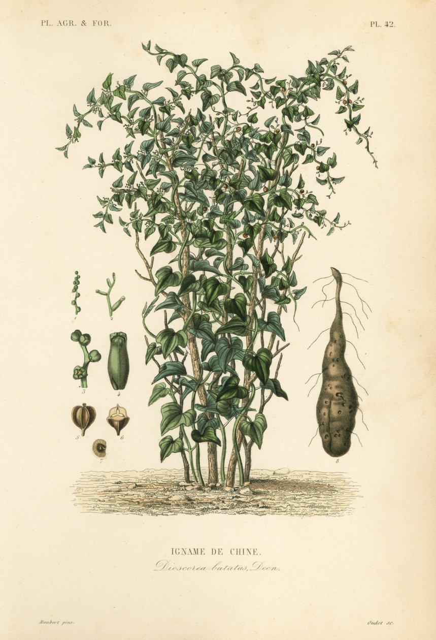 Čínský jam nebo skořicová réva, Dioscorea polystachya, Dioscorea batatas, Igname de Chine od Unbekannt