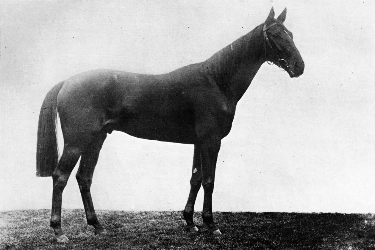 Vánoční Daisy, 1911 od Unbekannt
