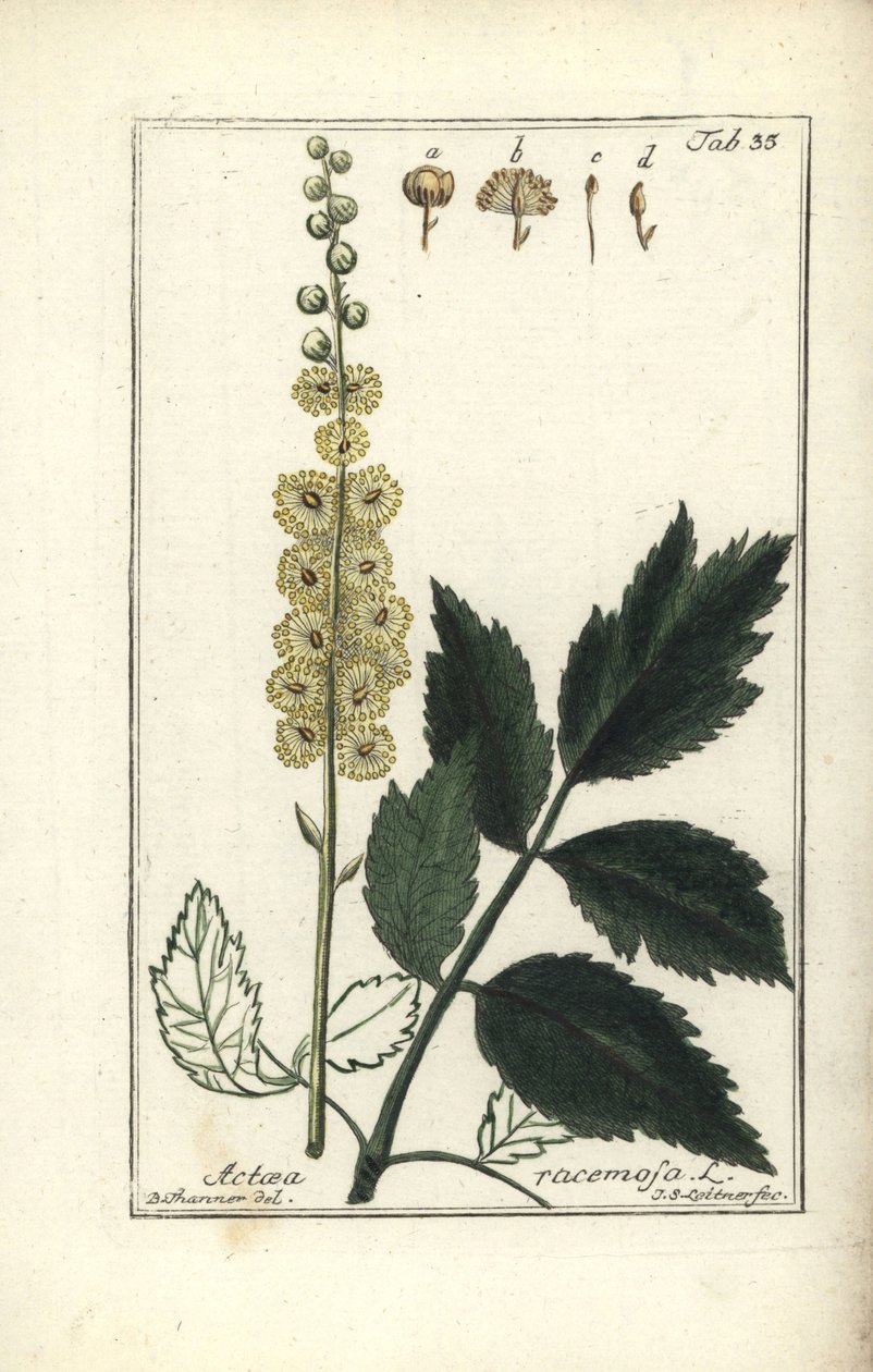 Cimicifuga Cimicifuga racemosa nebo Black Cohosh, Actaea racemosa (actee a grape) od Unbekannt