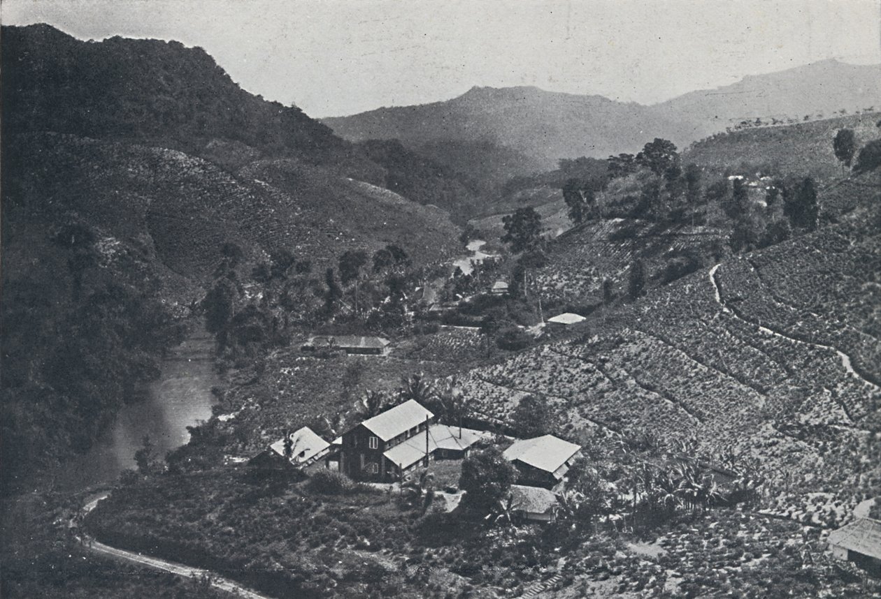 Čajová plantáž Cingalese, 1924 od Unbekannt