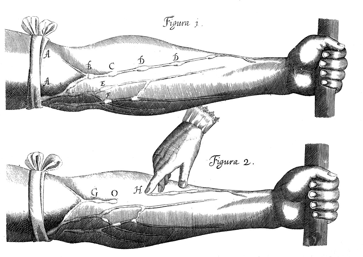 Cirkulace krve, 1628 od Unbekannt