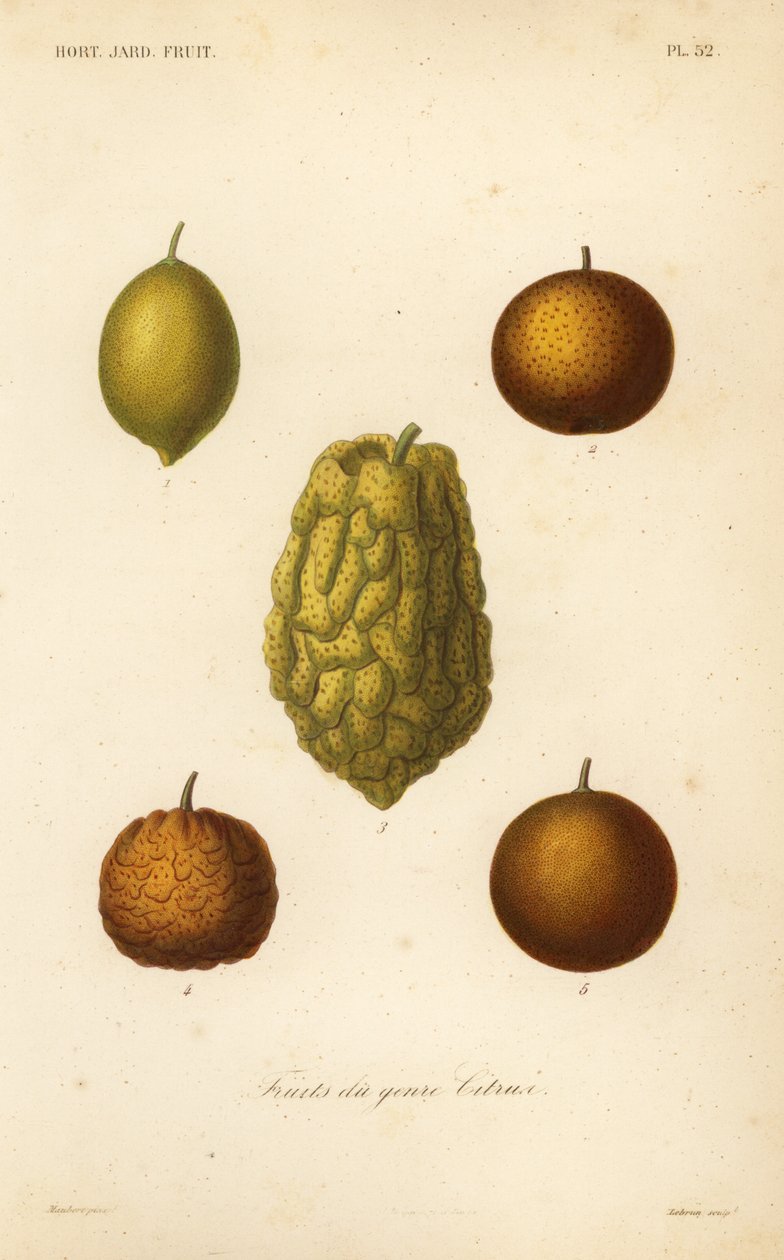Citrusové plody, ovoce žánru citrusů od Unbekannt