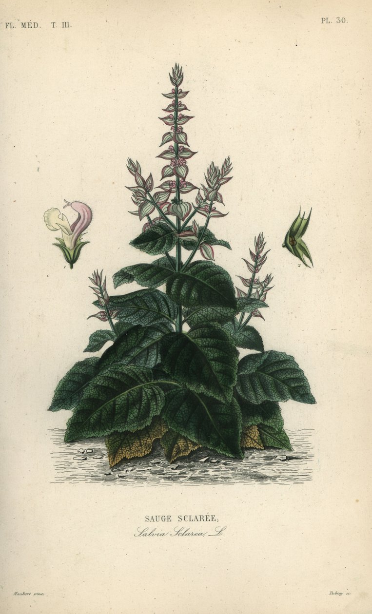 Šalvěj muškátová, Salvia sclarea, Sauge sclaree od Unbekannt