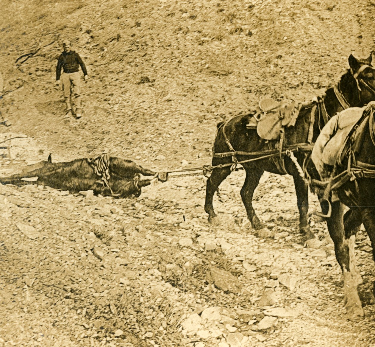 Čištění bojiště, c1914-c1918 od Unbekannt