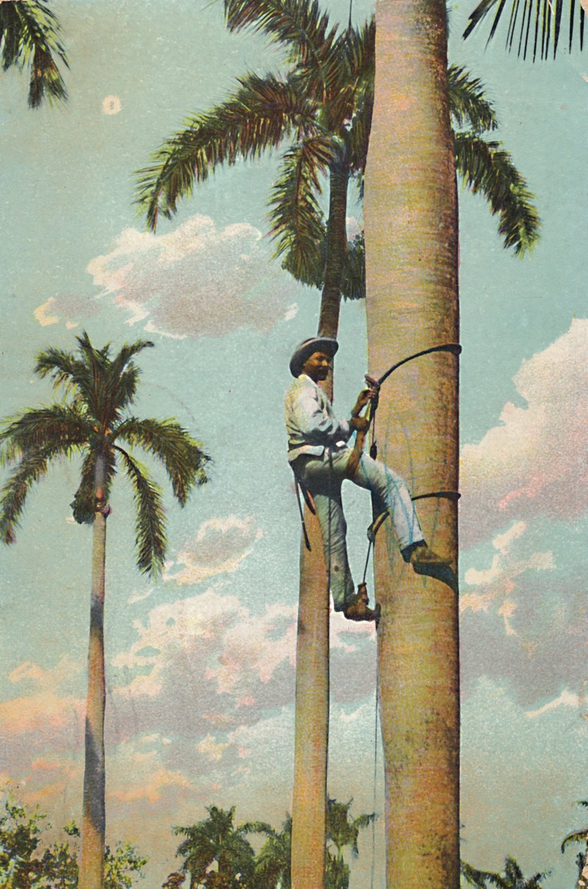 Climbing the Royal Palm - Climbing the Royal Palm, 1910. od Unbekannt