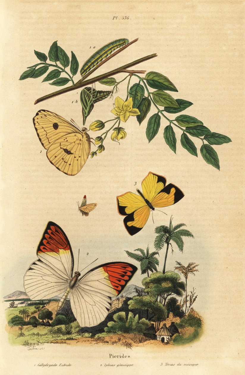 Síra bez mráčku, Phoebis sennae 1, velká oranžová špička, Hebomoia glaucippe 2 a mexická žlutá, Eurema mexicana 3 od Unbekannt