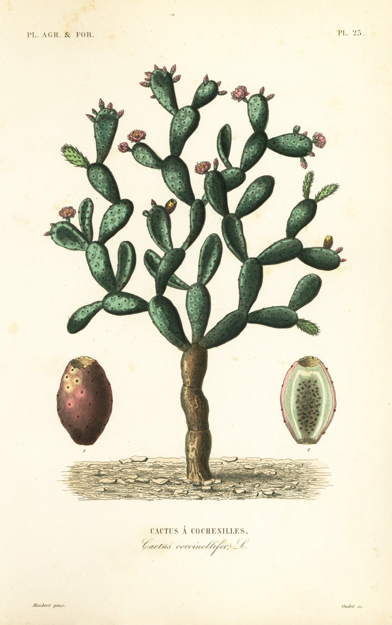 Košilový kaktus, Nopalea cochenillifera, Opuntia cochenillifera, Cactus cochenillifer, Cactus coccinellifer, Cactus a cochenilles od Unbekannt