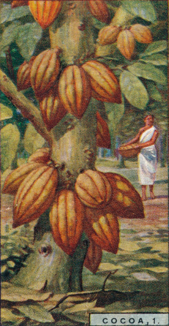 Kakao, 1. - Kakaovník, Trinidad, 1928 od Unbekannt
