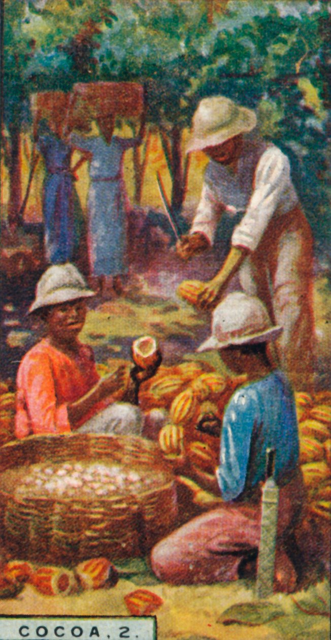 Kakao, 2. - Opening the Pods, Trinidad, 1928 od Unbekannt