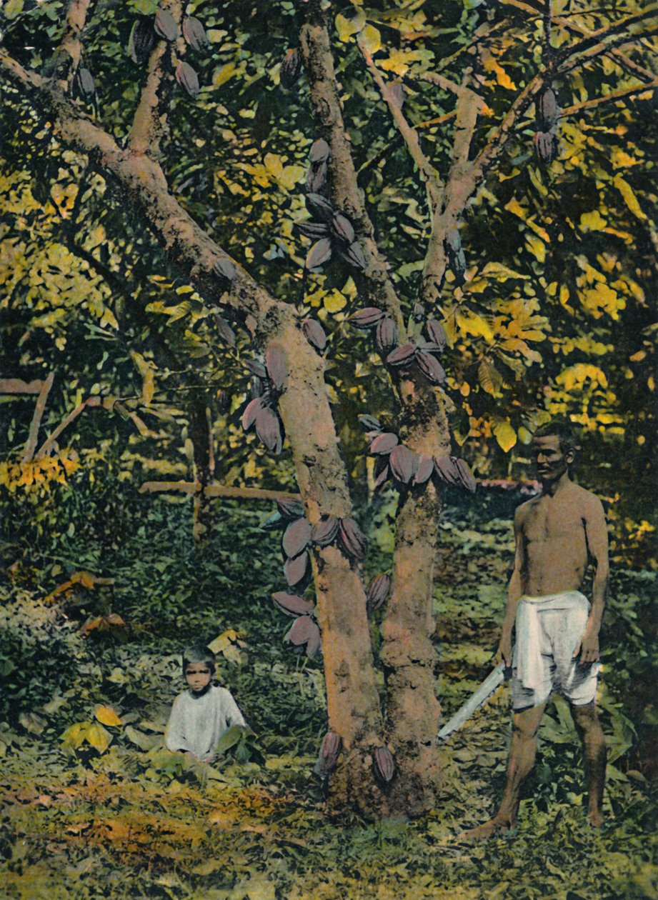 Kakao v plném rozsahu, Trinidad a Tobago, c1914. od Unbekannt