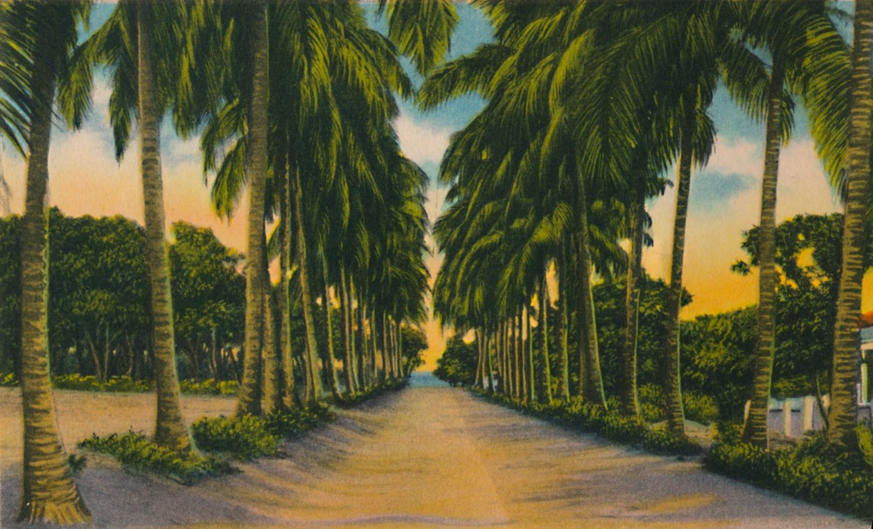 Coconut Avenue, Barranquilla, 1940, od Unbekannt
