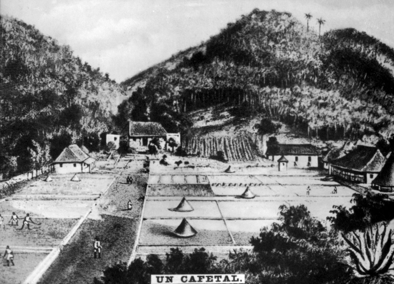 Kávová plantáž, Kuba, 1768 c1910 od Unbekannt