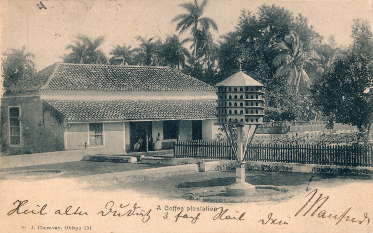 Kávová plantáž, C1900 od Unbekannt