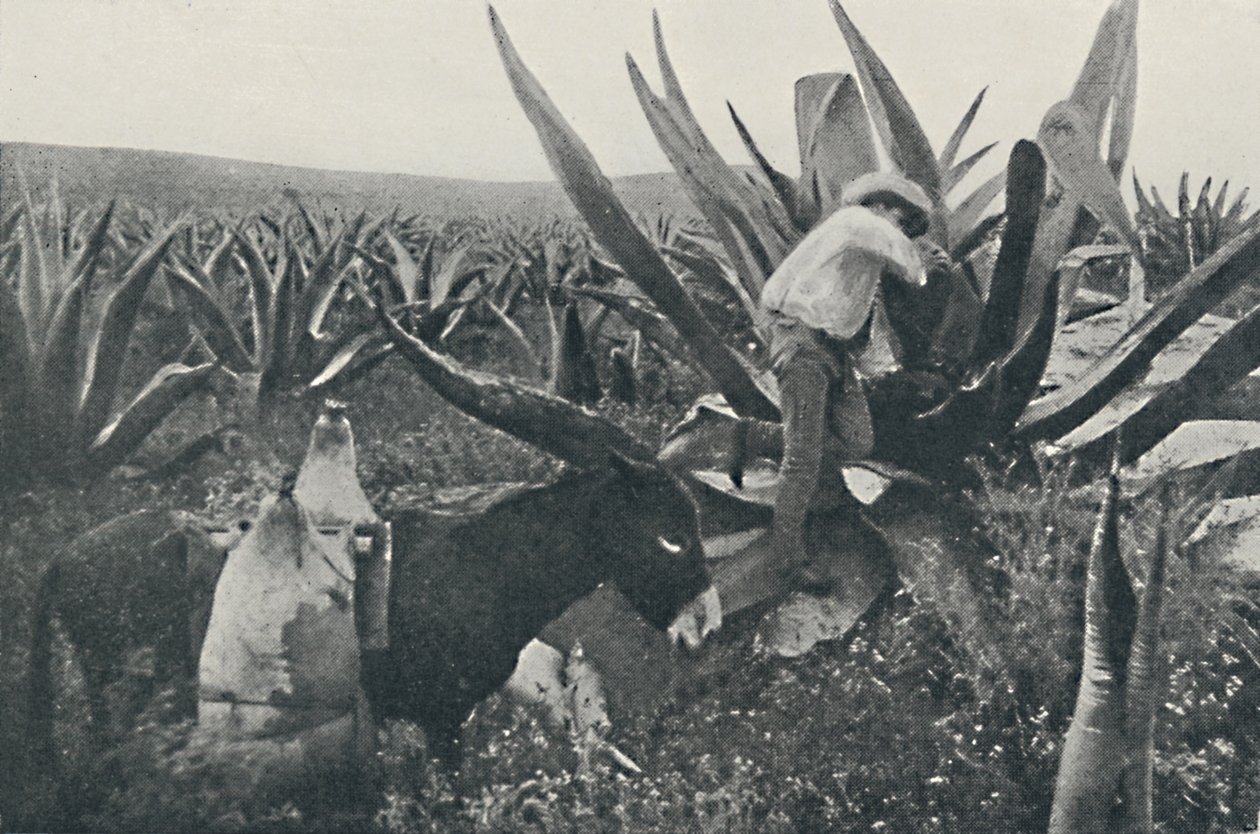 Sbírání medové vody z Maguey, 1916 od Unbekannt